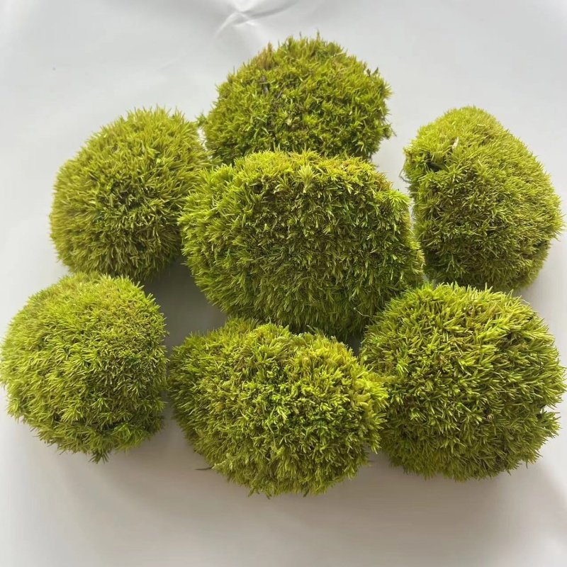 Real Natural Stabilized Moss Wall Art Decor Soft Decoration Lichen Moss Reindeer Preserved Moss for DIY Hotel Flower Wall