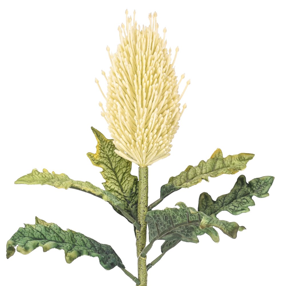 Professional factory custom tropical artificial preserved flowers banksia integrifolia GRS BEPI BSCI
