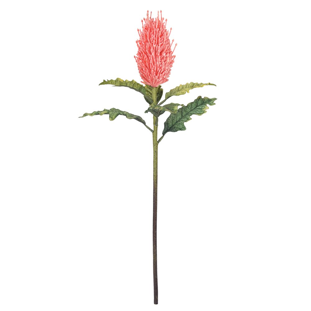 Professional factory custom tropical artificial preserved flowers banksia integrifolia GRS BEPI BSCI