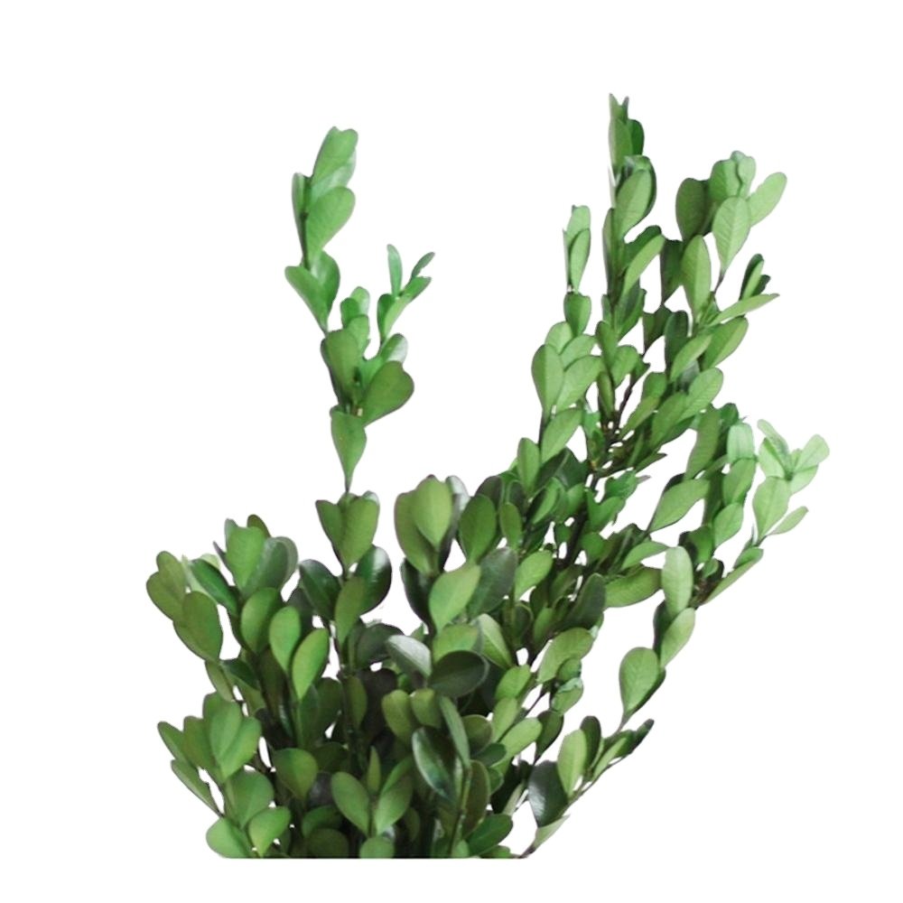 Preserved natural green boxwood leaves small leaf flower for floral arrangement