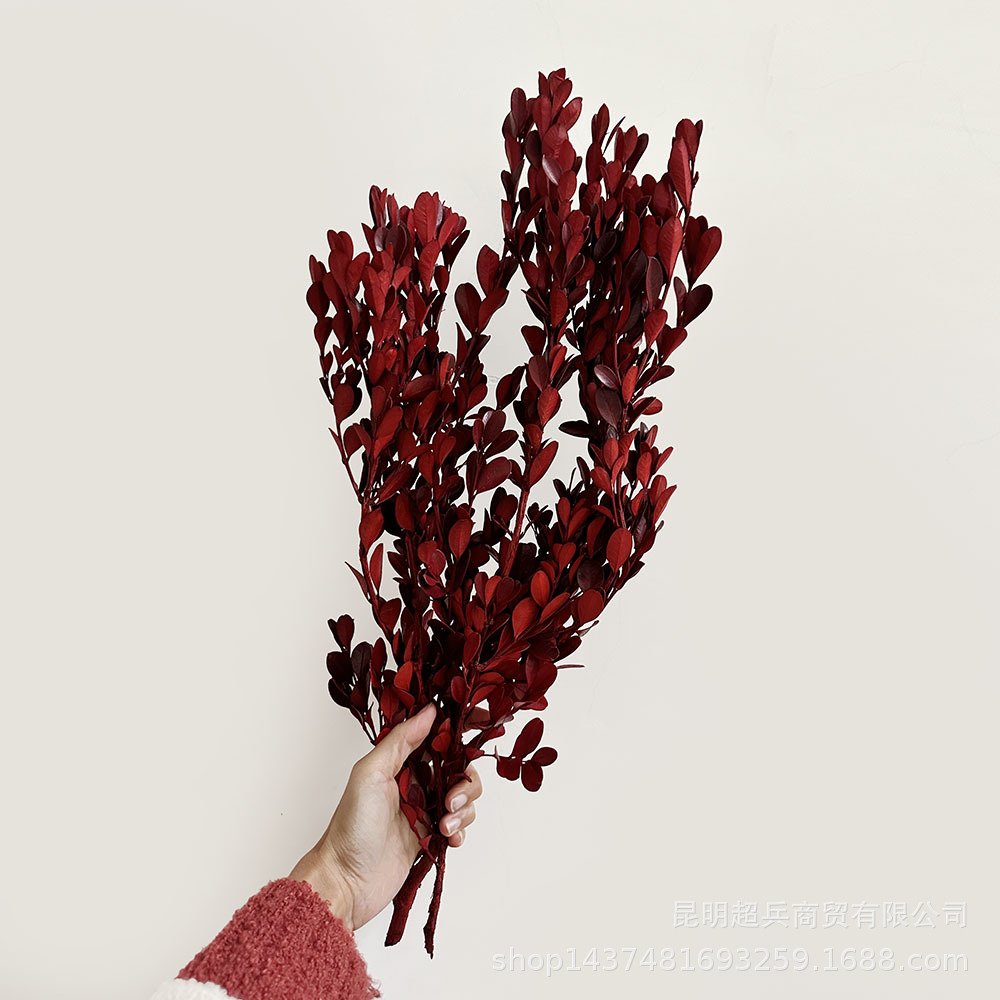 Preserved natural green boxwood leaves small leaf flower for floral arrangement