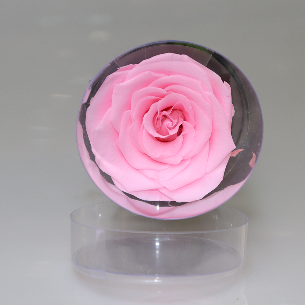 Yunnan China Preserved Flower Wholesale Caijun Preserved Rose Forever In Pvc Box Infinity Roses With Stem Long Eternal Roses