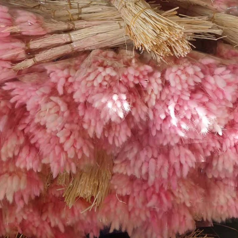 High Quality Natural Lagurus Ovatus Bunny Tail Grass Dried Rabbit Tails for Home Decoration for Christmas and Valentine's Day