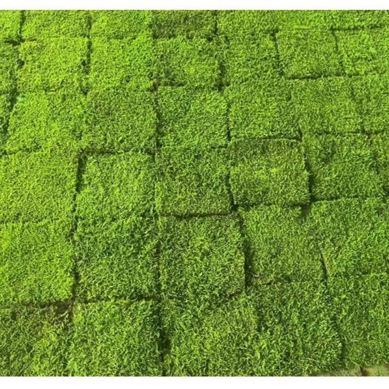 High Quality Real Natural Soft Everlasting Preserved Moss round wall hanging framed artificial moss balls for decoration