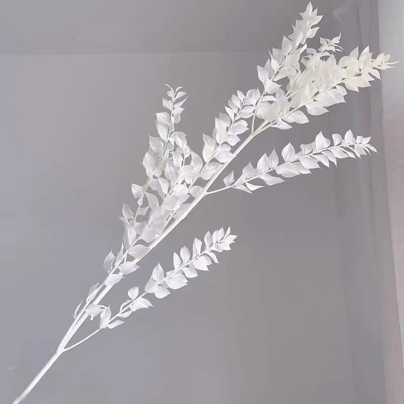 Wholesale hot selling decorative flowers & wreaths preserved flower real leaves white italian ruscus