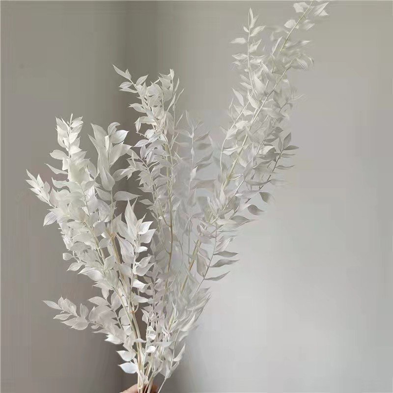 Wholesale hot selling decorative flowers & wreaths preserved flower real leaves white italian ruscus