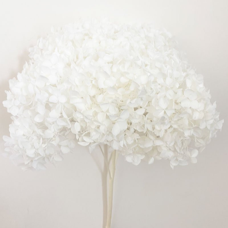 Natural Preserved Dried Flower Anna White Hydrangea Real Touch for DIY Floral Wedding Valentine's Day Gift Home Decor Shop