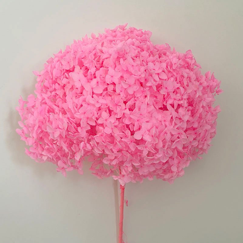 Natural Preserved Dried Flower Anna White Hydrangea Real Touch for DIY Floral Wedding Valentine's Day Gift Home Decor Shop