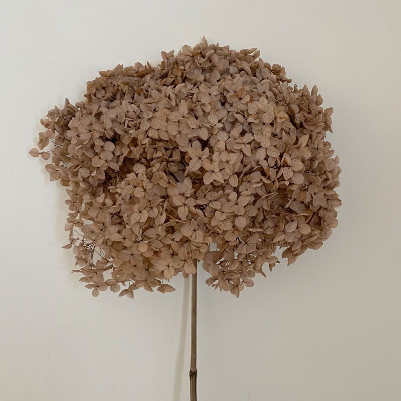 Natural Preserved Dried Flower Anna White Hydrangea Real Touch for DIY Floral Wedding Valentine's Day Gift Home Decor Shop