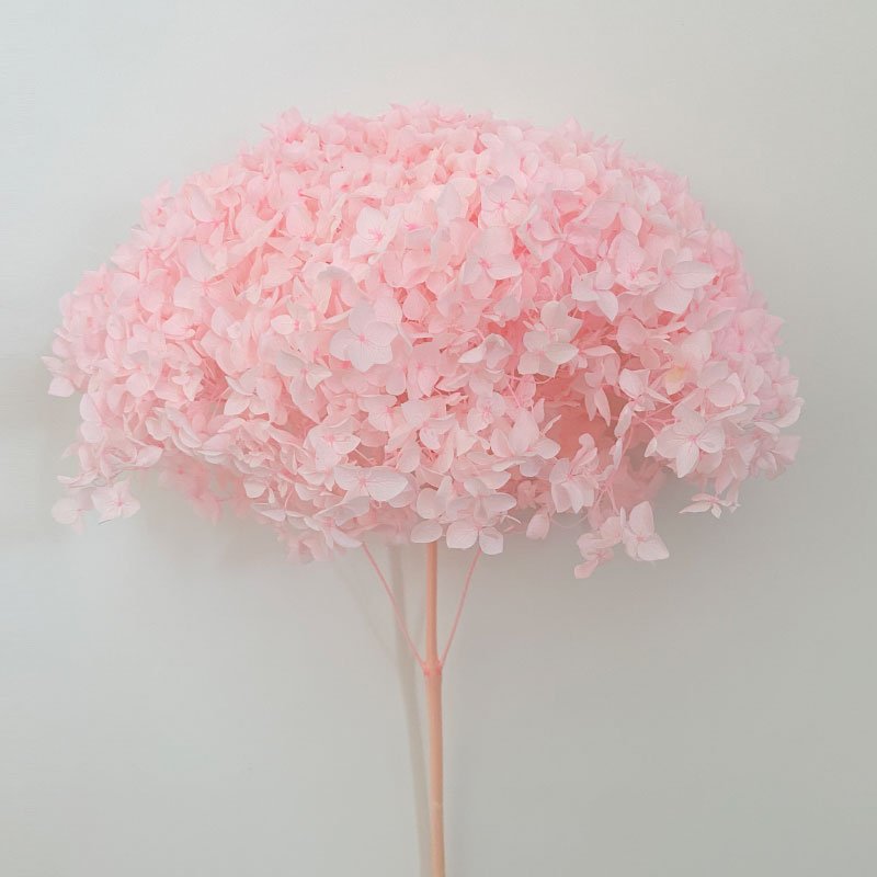 Natural Preserved Dried Flower Anna White Hydrangea Real Touch for DIY Floral Wedding Valentine's Day Gift Home Decor Shop