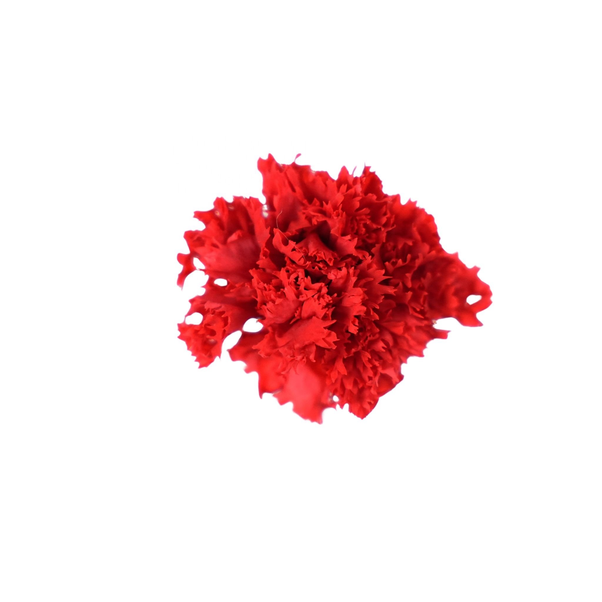 Free samples Pickled Carnations Forever Flowers Pickled Carnation Avatar Mother's Day Pickled Flowers