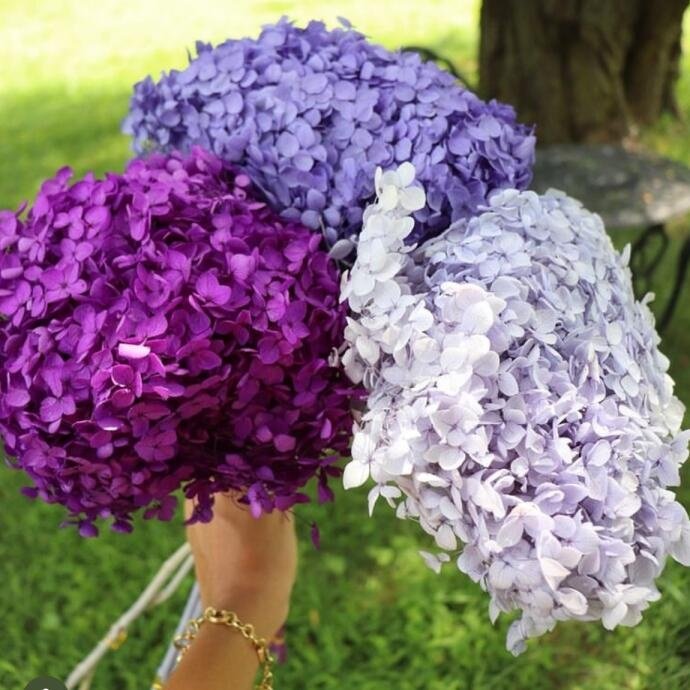 O-056 Dried Flowers Preserved Hydrangea Dried Hydrangea Flowers Bouquet Preserved Big Leaf Hydrangea