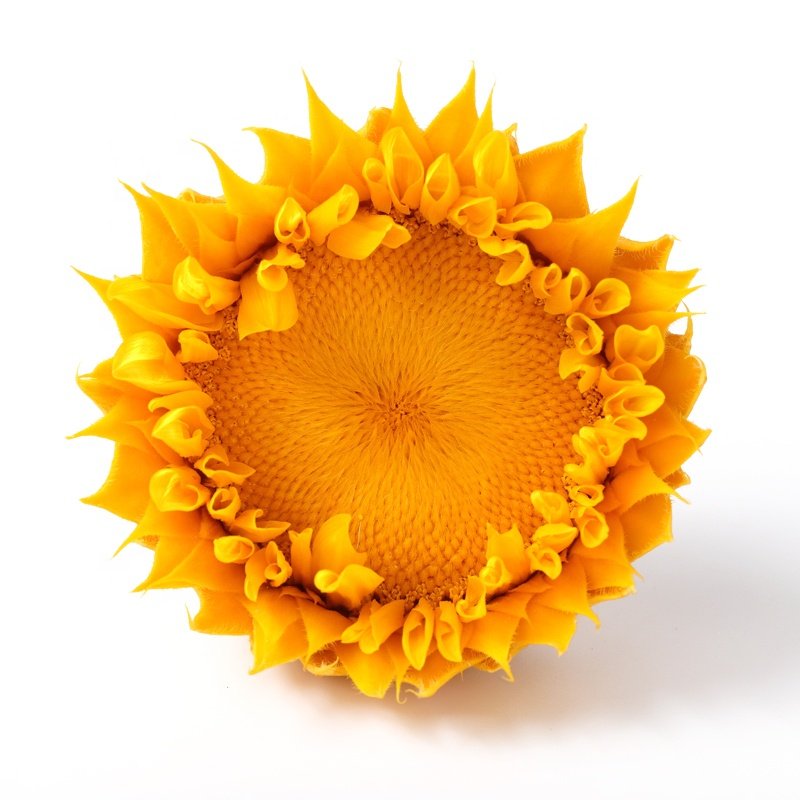 7-8cm Artificial real forever preserved Sunflower sun flower for Decor