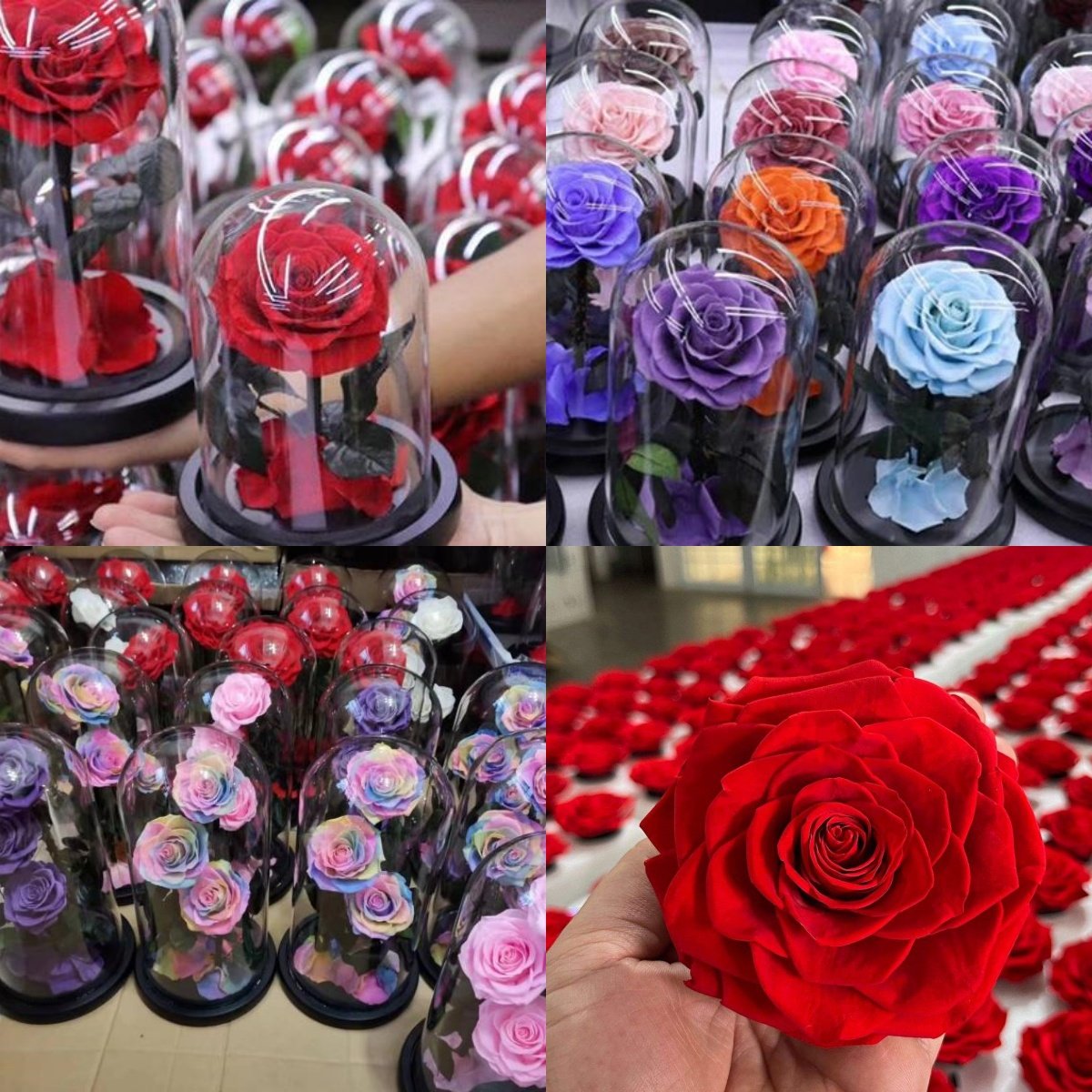Hot Immortal Flower Glass Cover Fresh Flower Dusty Rose Preserved Roses Glass Dome Pink 3 Forever Roses In Preserved Glass