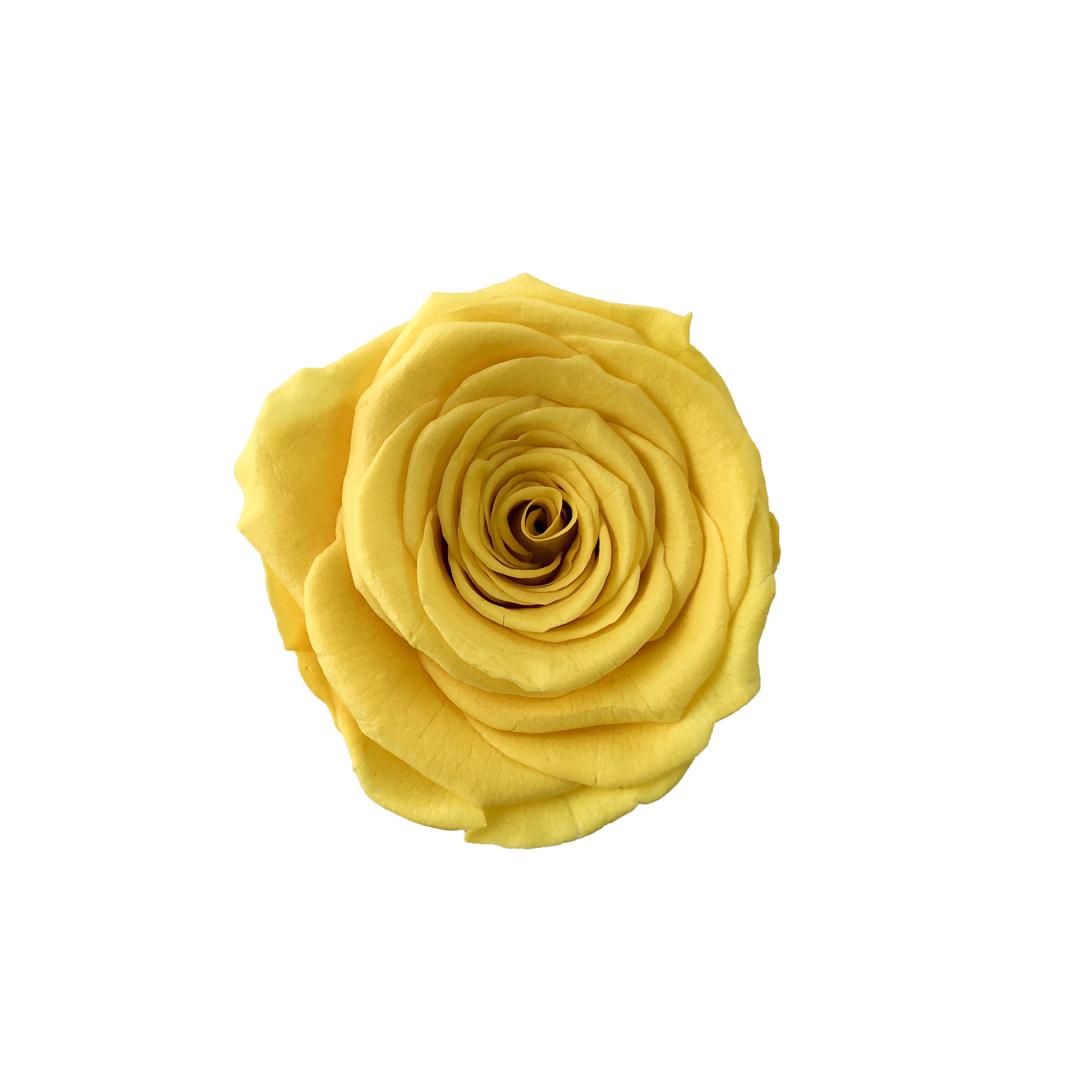 Valentine's Day preserved flowers support OEM ODM factory a grade of eternal immortal rose head preservation
