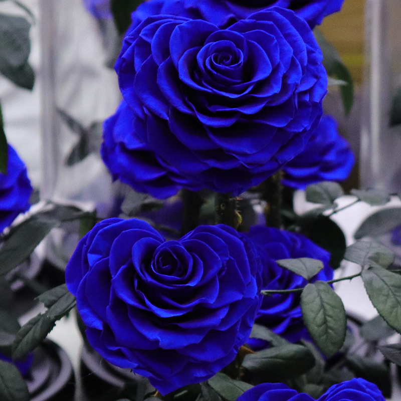 Customize Preserved Rose Large Prince Preserved Rose Blue Real Rose in Glass Dome Eternal Preserved Flower for Valentines'Day