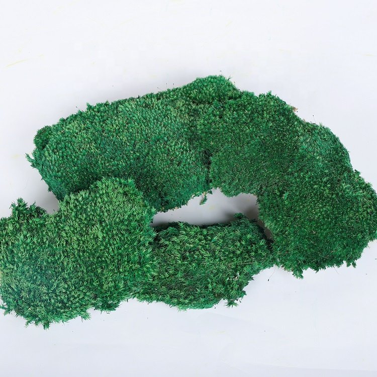 Wholesale moss preserved real preserved moss for decoration real natural preserved moss for sale