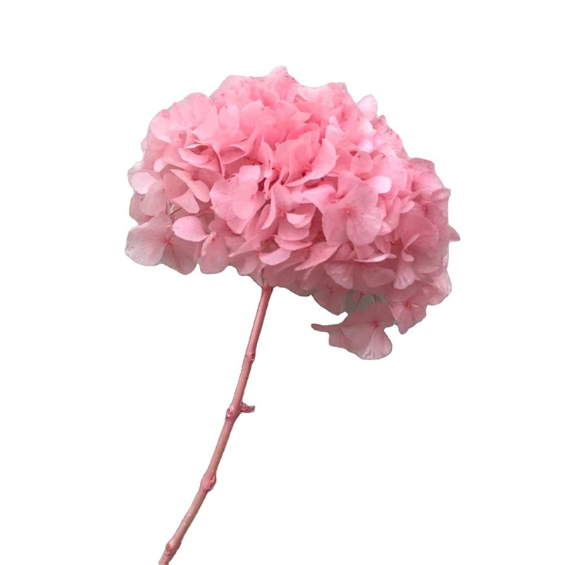 Natural Real Hydrangea fresh preserved flower wedding decorative white pink hydrangeas big flower Hydrangea