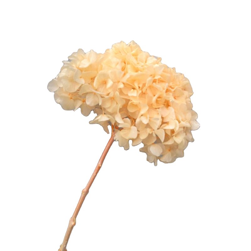 Natural Real Hydrangea fresh preserved flower wedding decorative white pink hydrangeas big flower Hydrangea