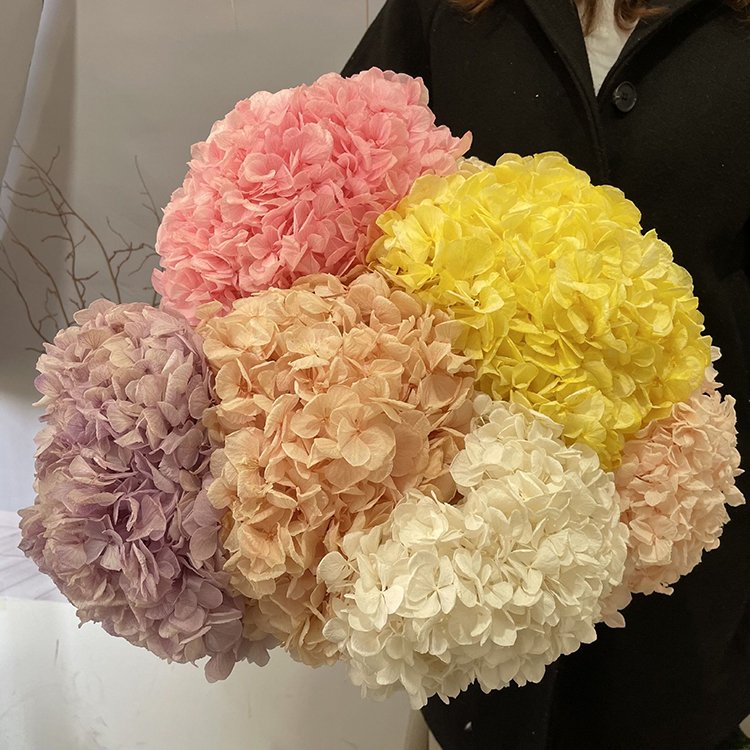 Natural Real Hydrangea fresh preserved flower wedding decorative white pink hydrangeas big flower Hydrangea