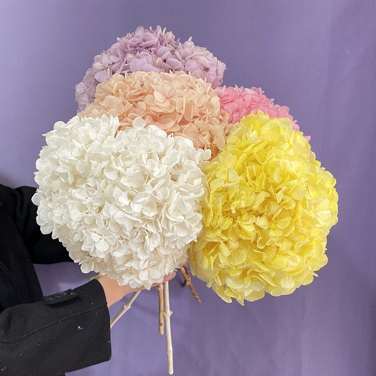 Natural Real Hydrangea fresh preserved flower wedding decorative white pink hydrangeas big flower Hydrangea