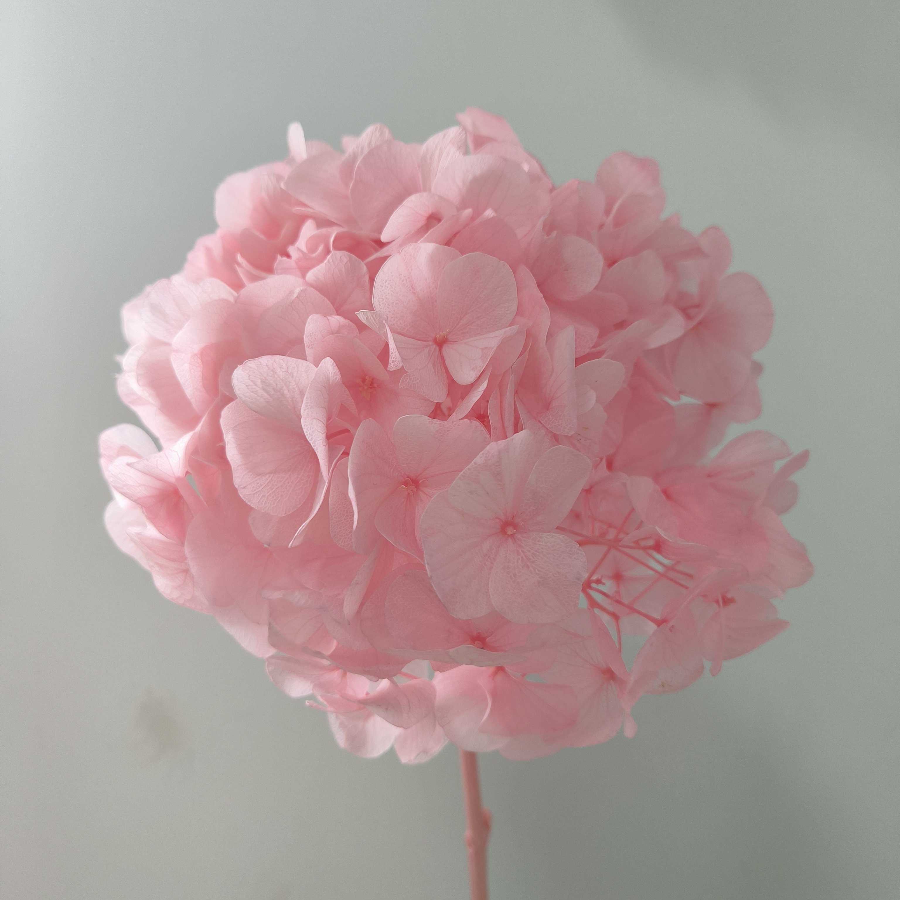 Natural Real Hydrangea fresh preserved flower wedding decorative white pink hydrangeas big flower Hydrangea