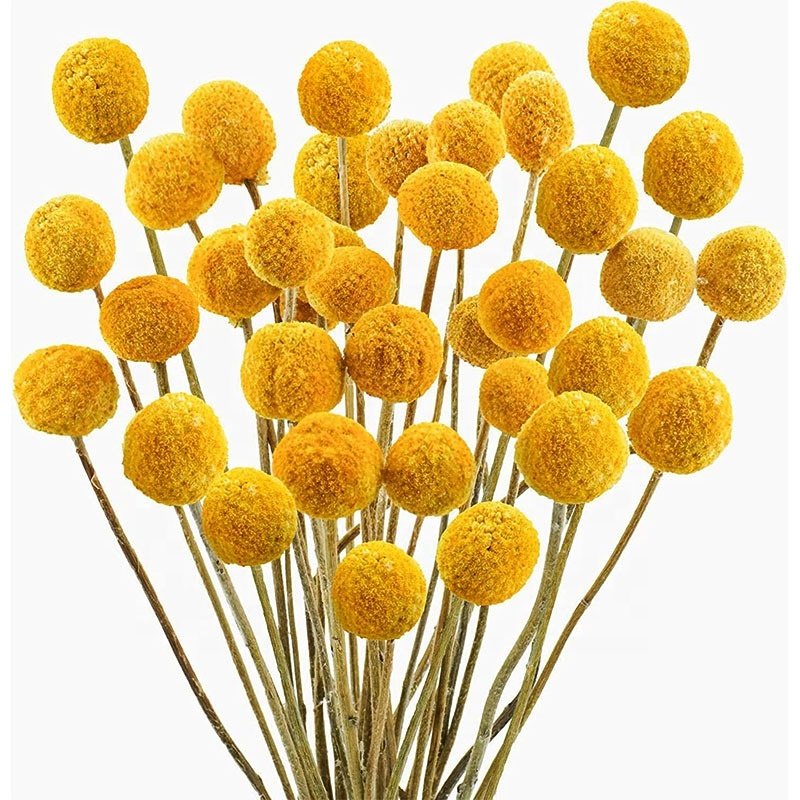Decor Preserved Billy Buttons with 20 Stems for Hotel Wedding Home Office Party Decorations Flower Billy Ball Craspedia Flowers