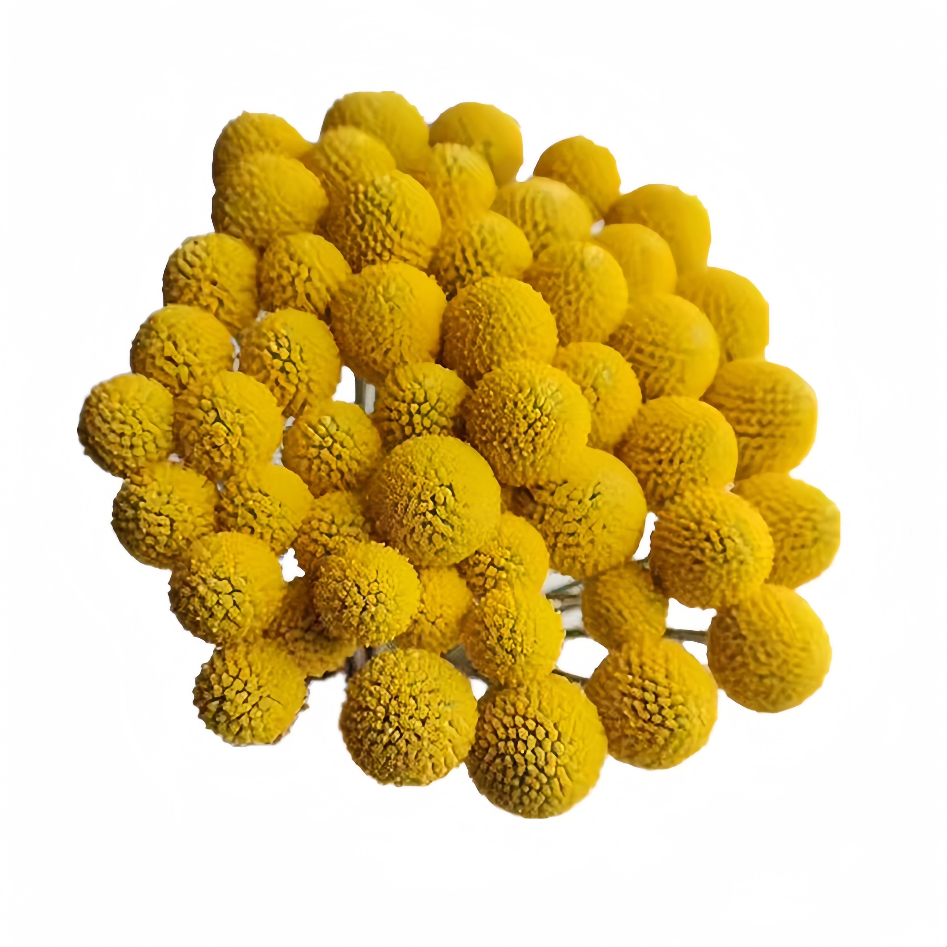 Decor Preserved Billy Buttons with 20 Stems for Hotel Wedding Home Office Party Decorations Flower Billy Ball Craspedia Flowers