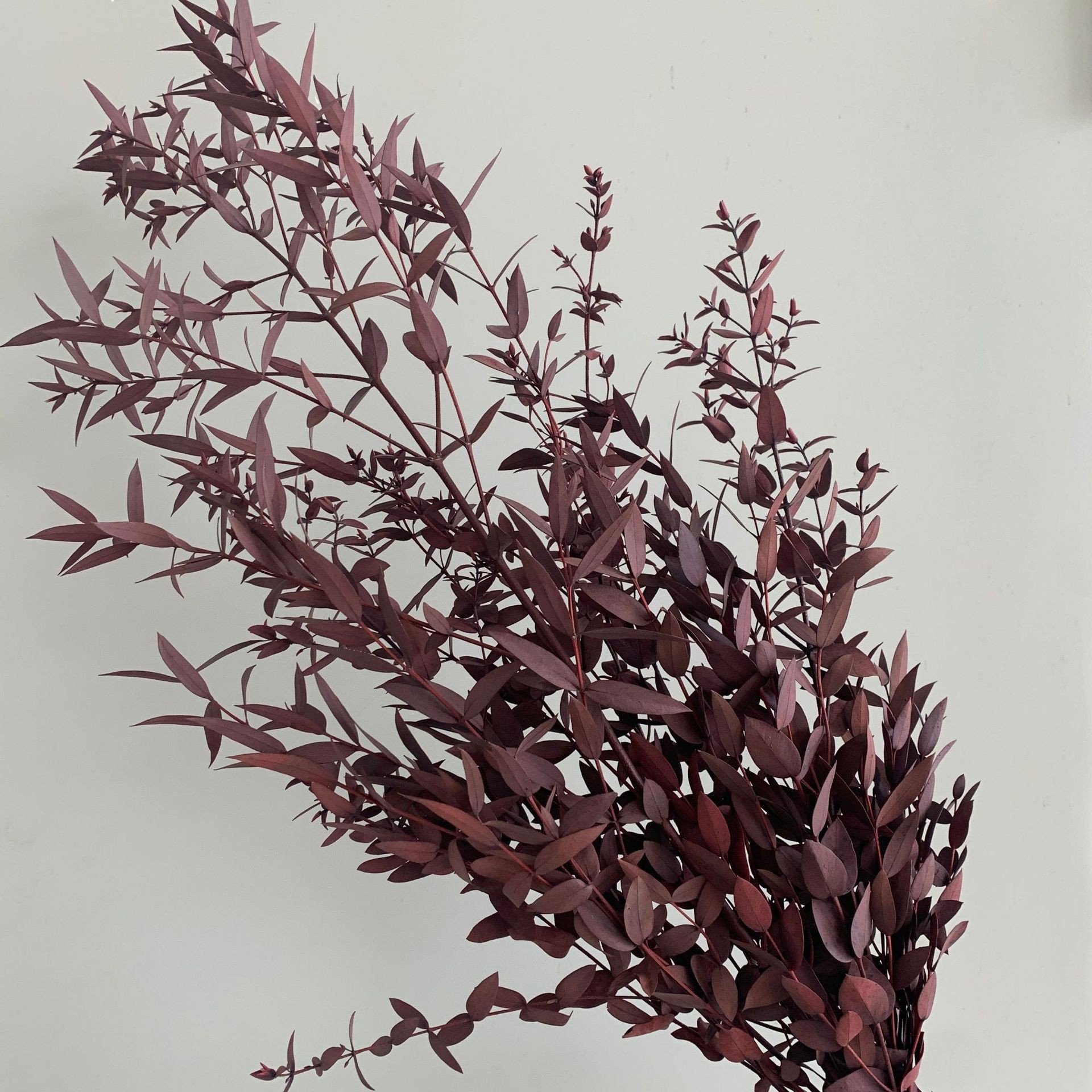 Yunnan Immortal Preserved Forever Spire Eucalyptus Leaves Real Touch for Scene Decoration Factory Wholesale for Earth Day
