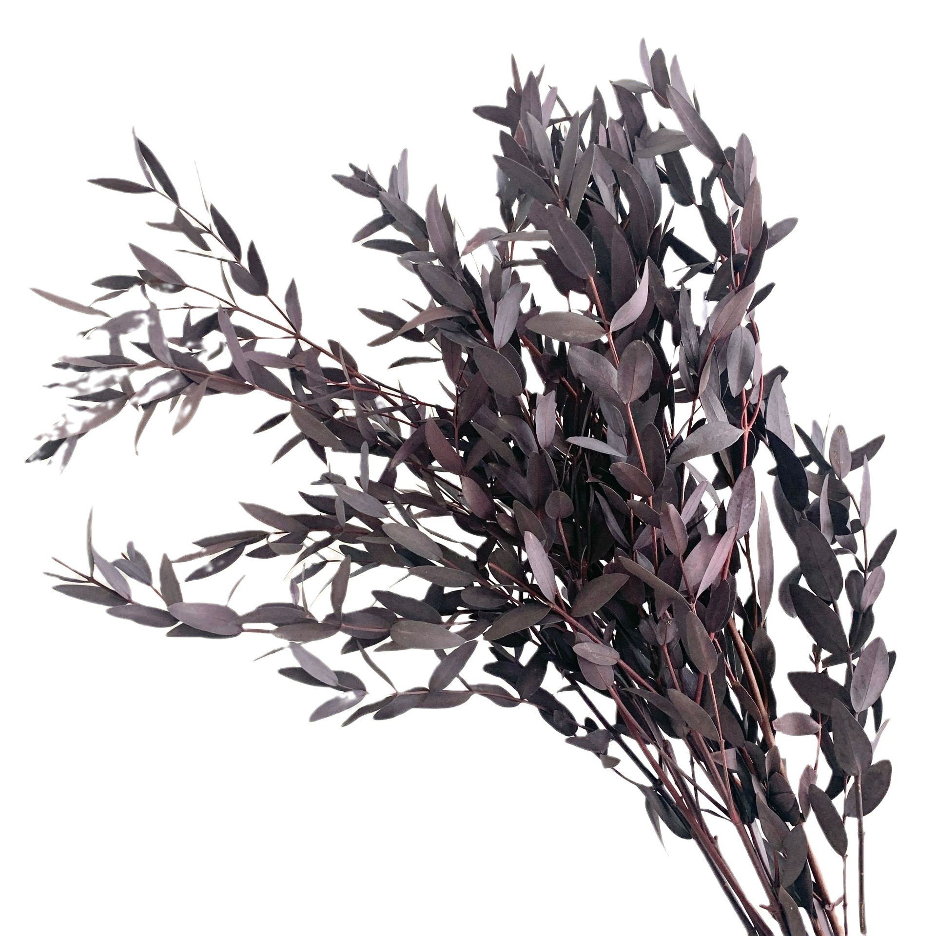 Yunnan Immortal Preserved Forever Spire Eucalyptus Leaves Real Touch for Scene Decoration Factory Wholesale for Earth Day