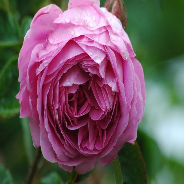 Artificial silk Cabbage Roses Silk Tea Rose Artificial Peony Flower Head for home Wedding Centerpieces Arrangement party flower
