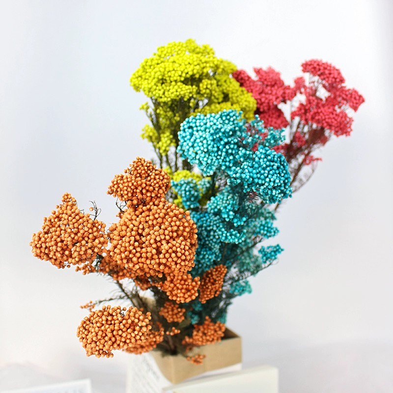 Facoty Wholesale Multicolor Millet Flower Preserved Rice Flower Ozothamnus Diosmifolius Decorative Flowers For Home Decoration