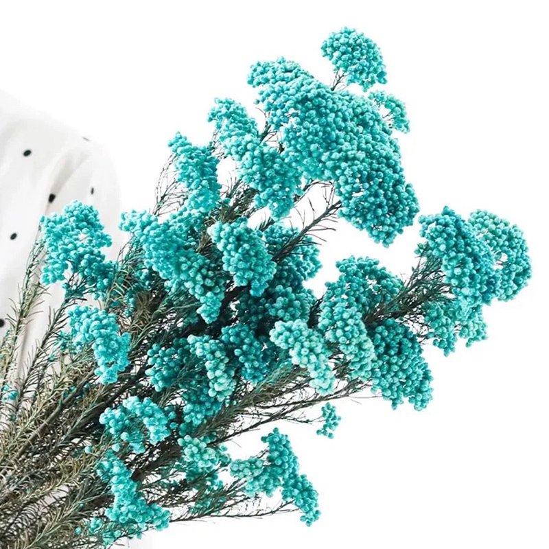 Facoty Wholesale Multicolor Millet Flower Preserved Rice Flower Ozothamnus Diosmifolius Decorative Flowers For Home Decoration