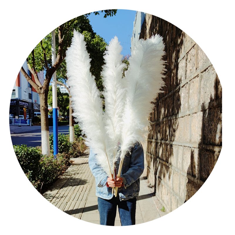 Yunnan Wholesale 120 cm Fluffy Pampas Grass Large Big Pampas Grass For Floral Arrangement
