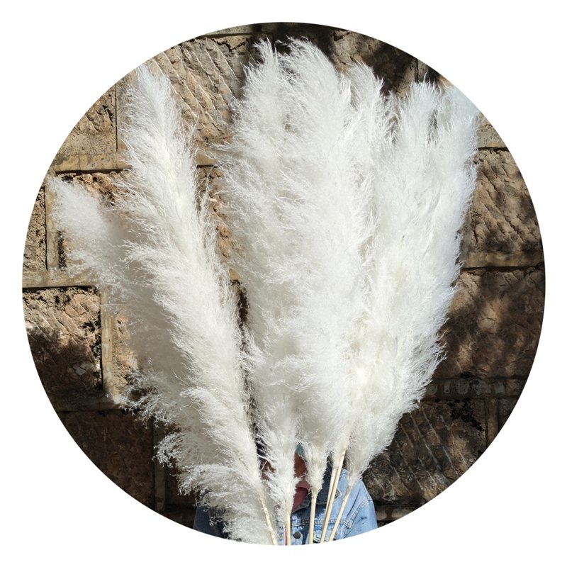 Yunnan Wholesale 120 cm Fluffy Pampas Grass Large Big Pampas Grass For Floral Arrangement