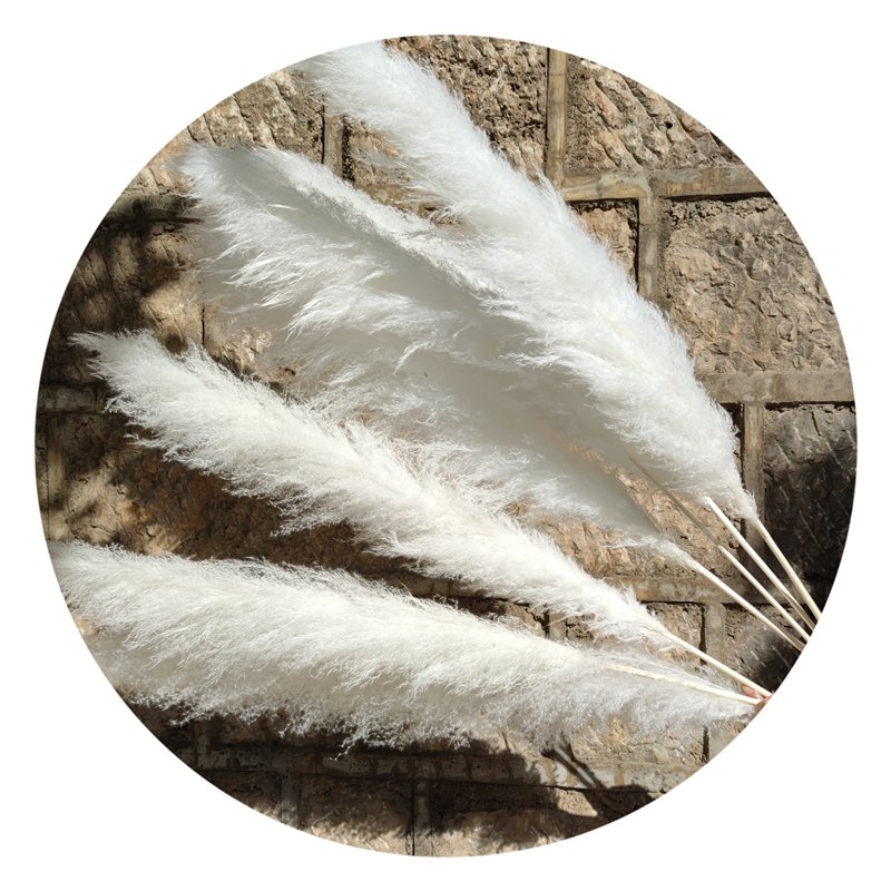 Yunnan Wholesale 120 cm Fluffy Pampas Grass Large Big Pampas Grass For Floral Arrangement