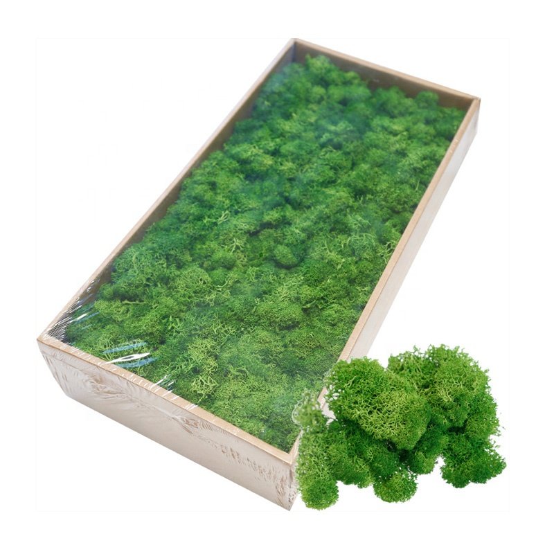 500g/box Green Natural Wall Real Preserved Mos Moss Decorative Flowers for Sale