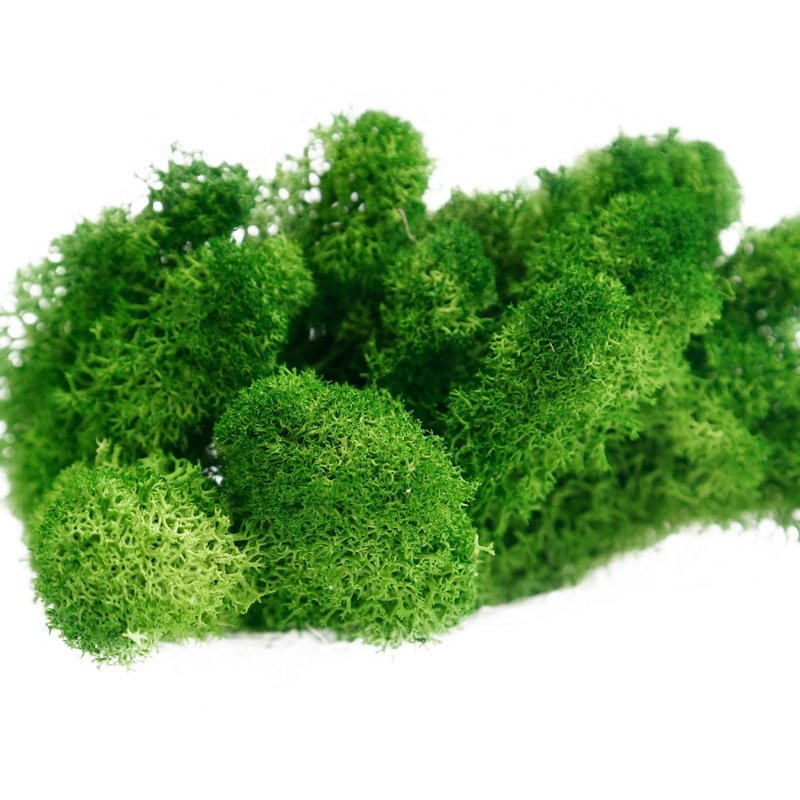 500g/box Green Natural Wall Real Preserved Mos Moss Decorative Flowers for Sale