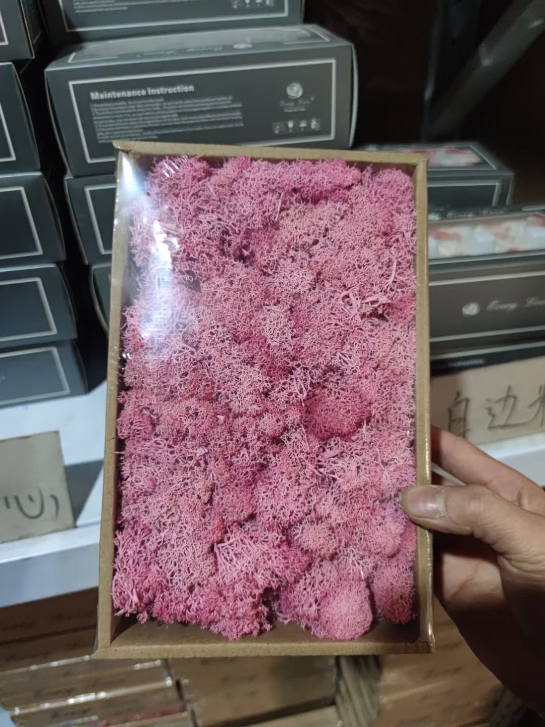 500g/box Green Natural Wall Real Preserved Mos Moss Decorative Flowers for Sale