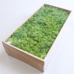 Grass