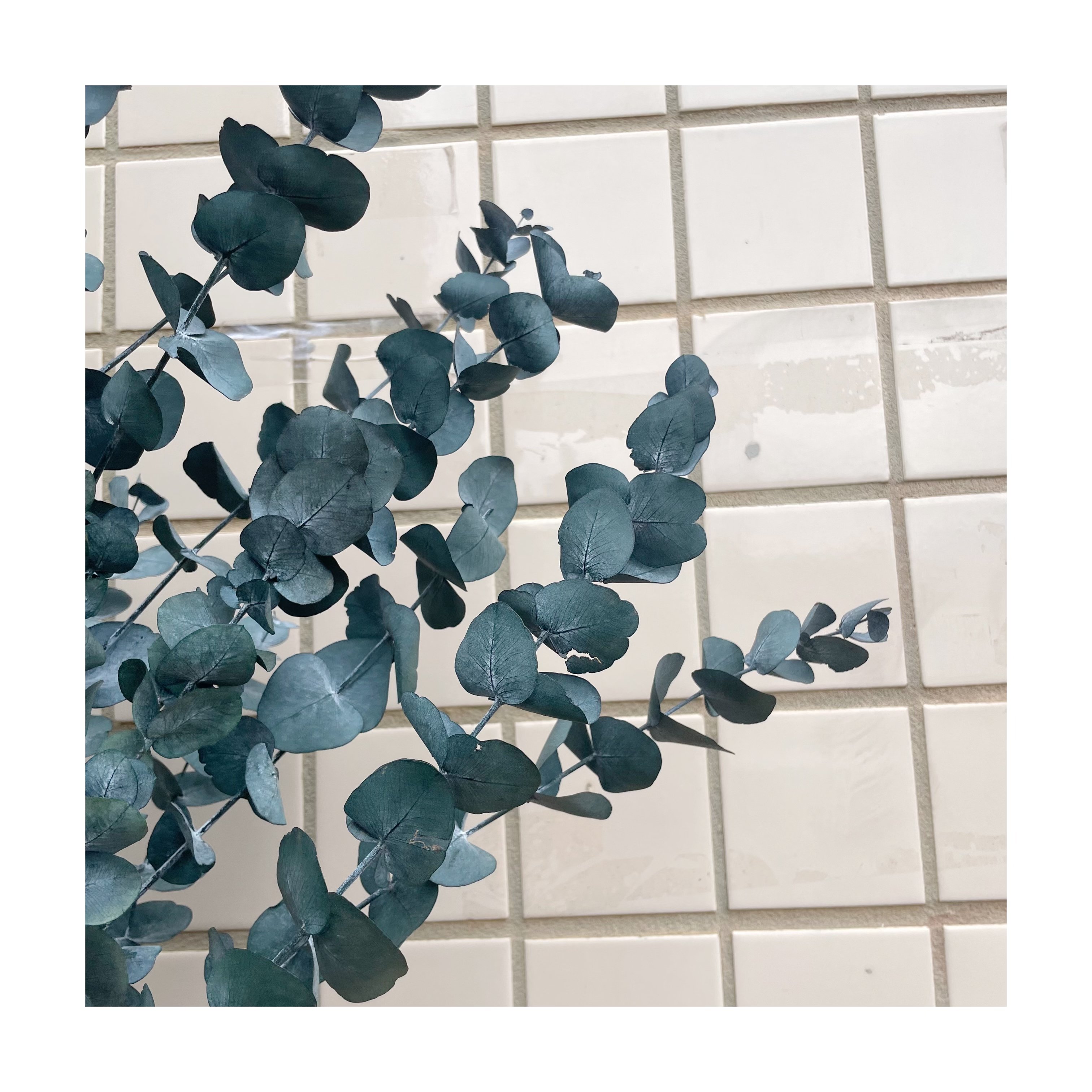 Many kinds of top Sale Wholesale Preserved Flowers Preserved eucalyptus leaves for Bouquet Event Decoration