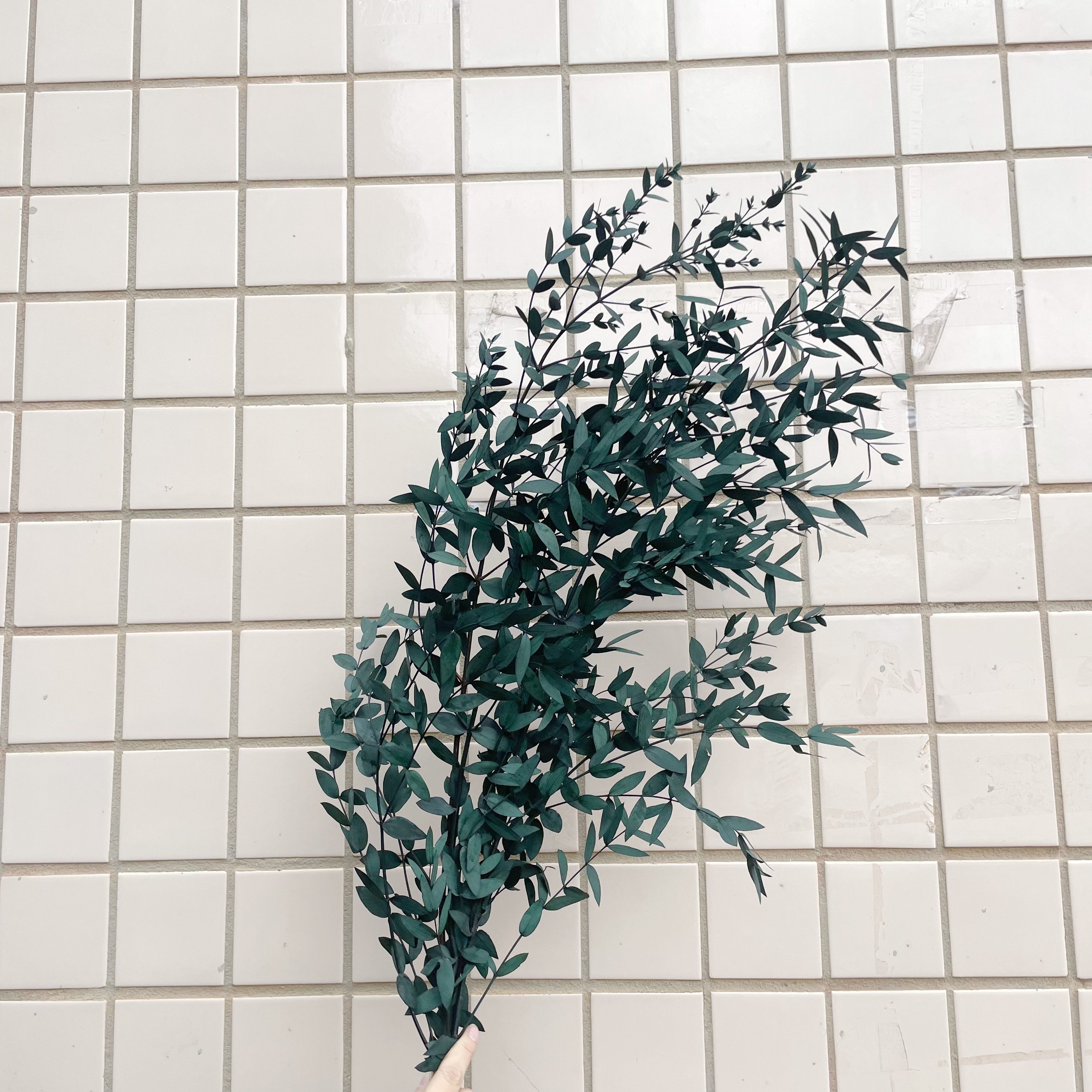 Many kinds of top Sale Wholesale Preserved Flowers Preserved eucalyptus leaves for Bouquet Event Decoration