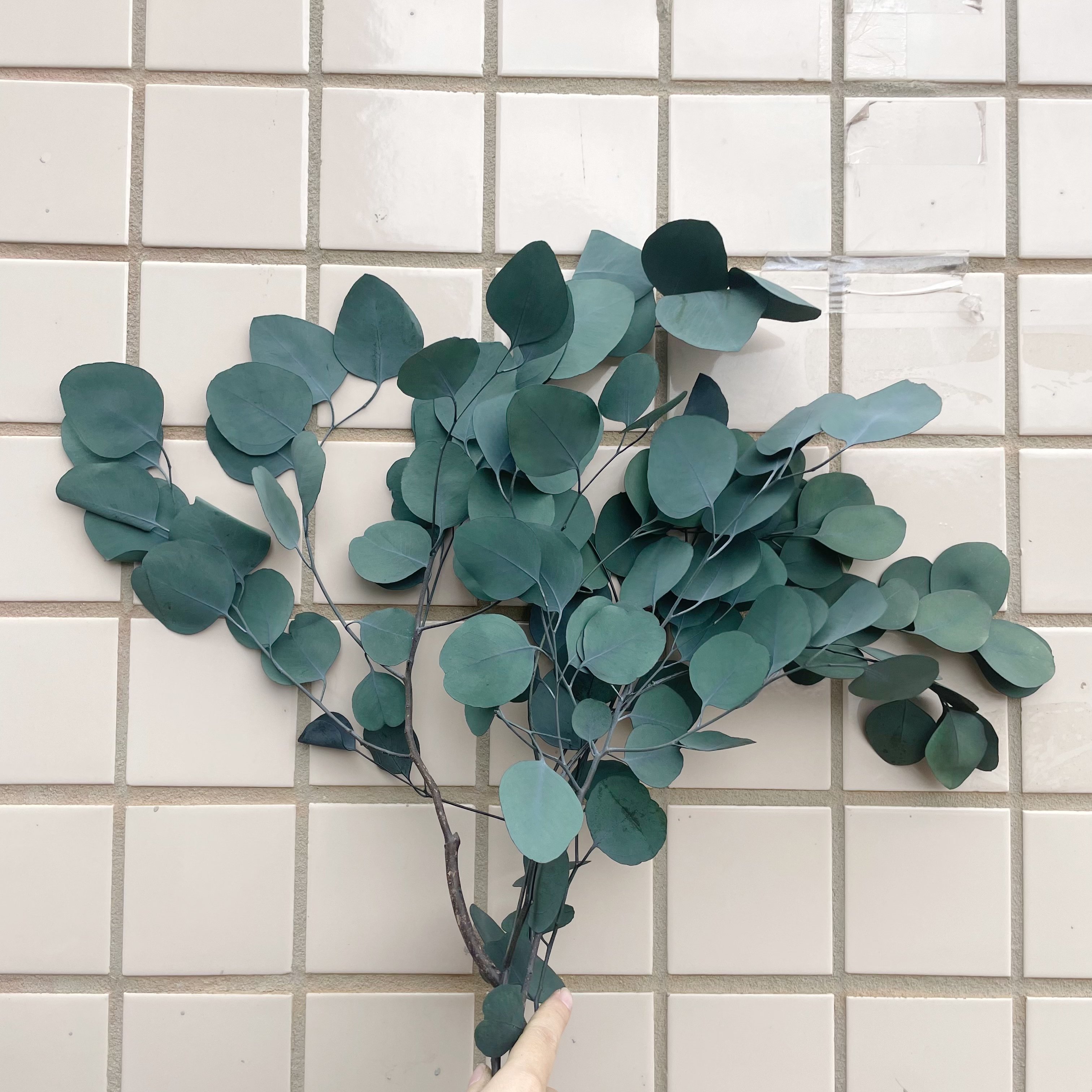Many kinds of top Sale Wholesale Preserved Flowers Preserved eucalyptus leaves for Bouquet Event Decoration