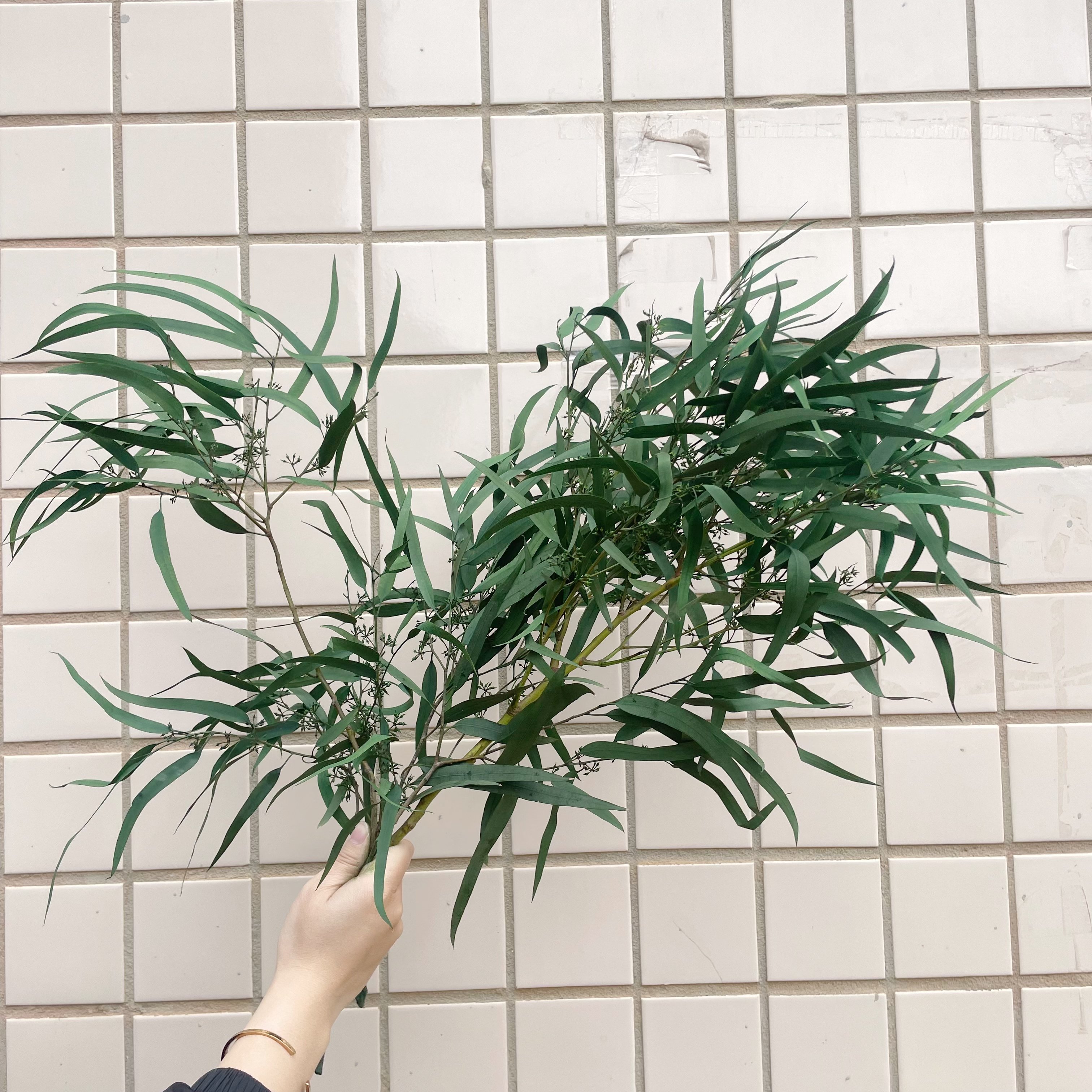 Many kinds of top Sale Wholesale Preserved Flowers Preserved eucalyptus leaves for Bouquet Event Decoration