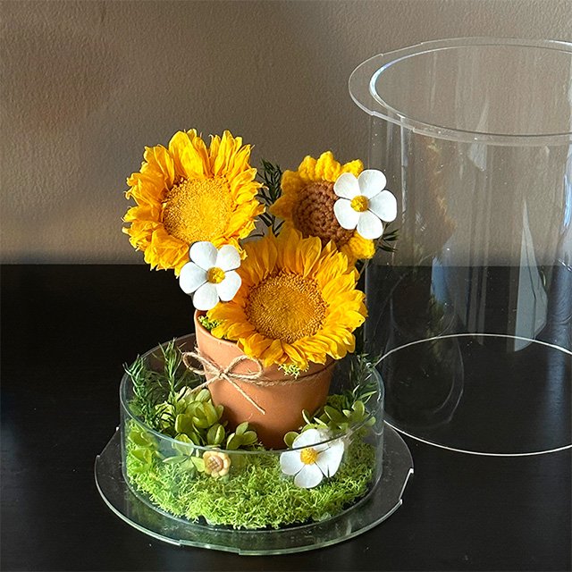 Wholesale Preserved Sunflower Preserved Flowers & Plants Acrylic Boxes Mothers Day Valentines Gift For Girlfriend Mom