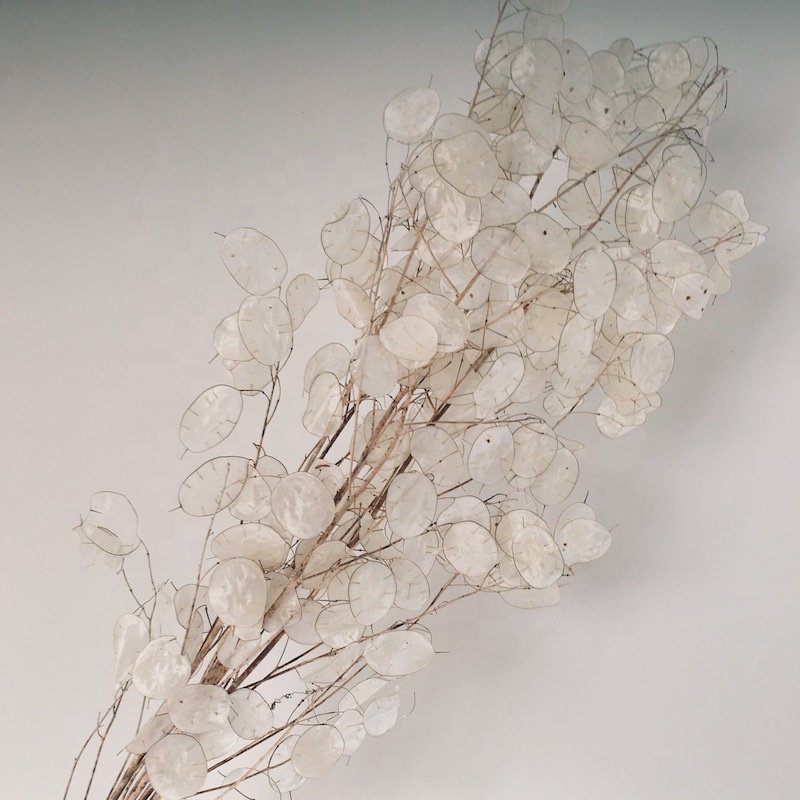 YAYUN A-3048 Top Grade Home Decoration Flowers Preserved Flower Lunaria Annua Bouquet
