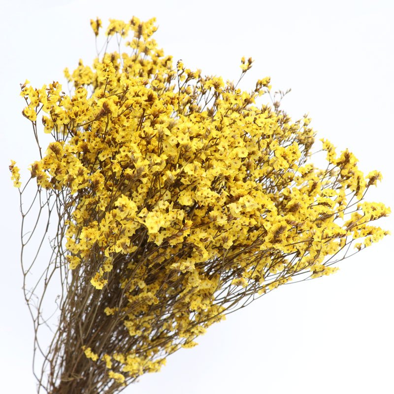 2022 Hot Sale Real Natural Fresh Material Preserved Caspea Real Touch Flower for Home Decor Wedding Arrangement Flower
