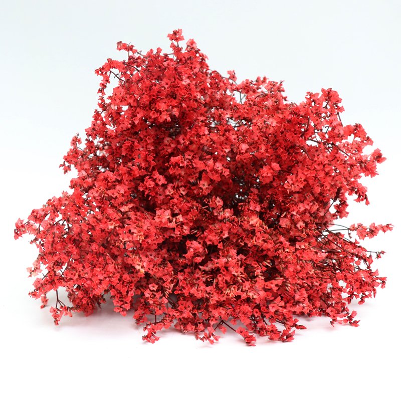 2022 Hot Sale Real Natural Fresh Material Preserved Caspea Real Touch Flower for Home Decor Wedding Arrangement Flower
