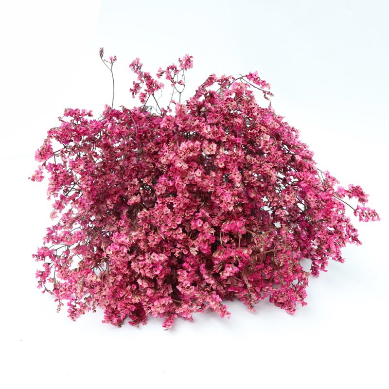 2022 Hot Sale Real Natural Fresh Material Preserved Caspea Real Touch Flower for Home Decor Wedding Arrangement Flower