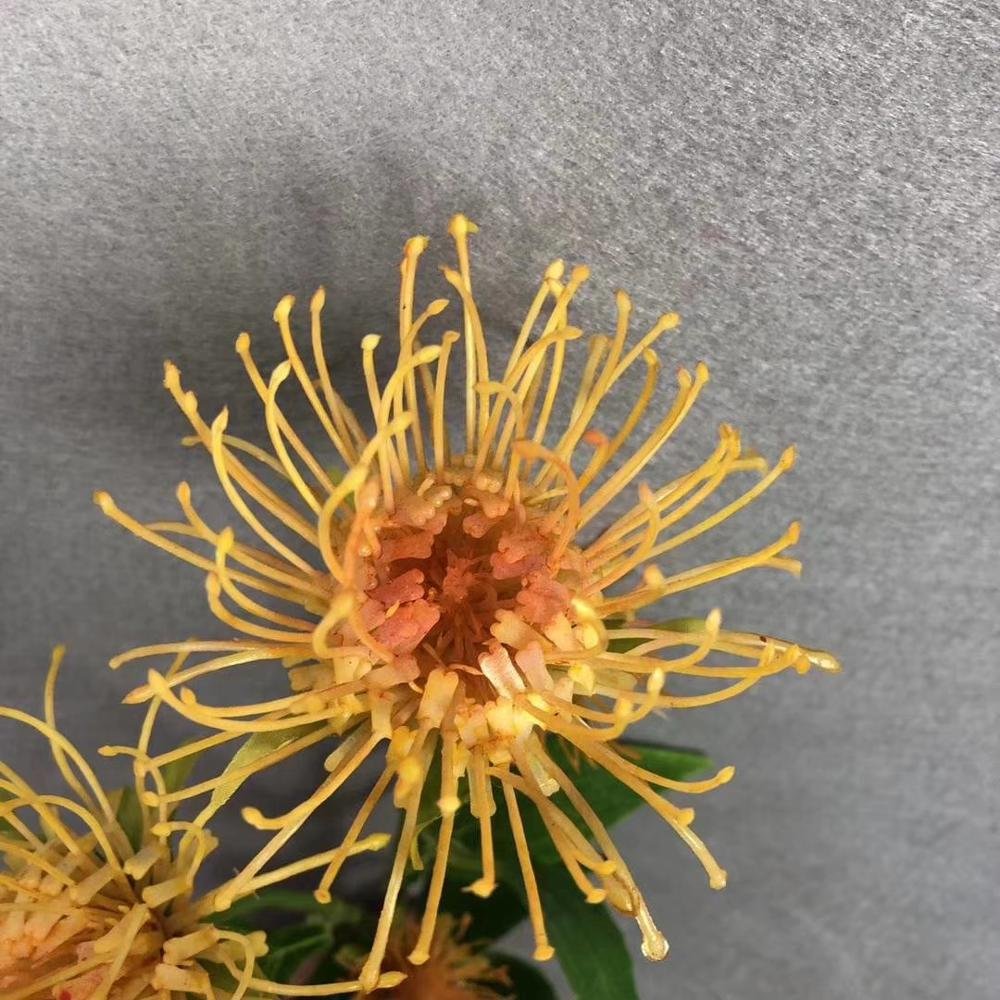 New 5 head artificial open needle pincushion protea flower for wedding deco